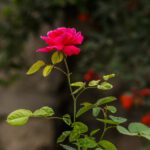 róże ogrodowe kupisz w szkółce