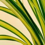 pomoc medycyny naturalnej